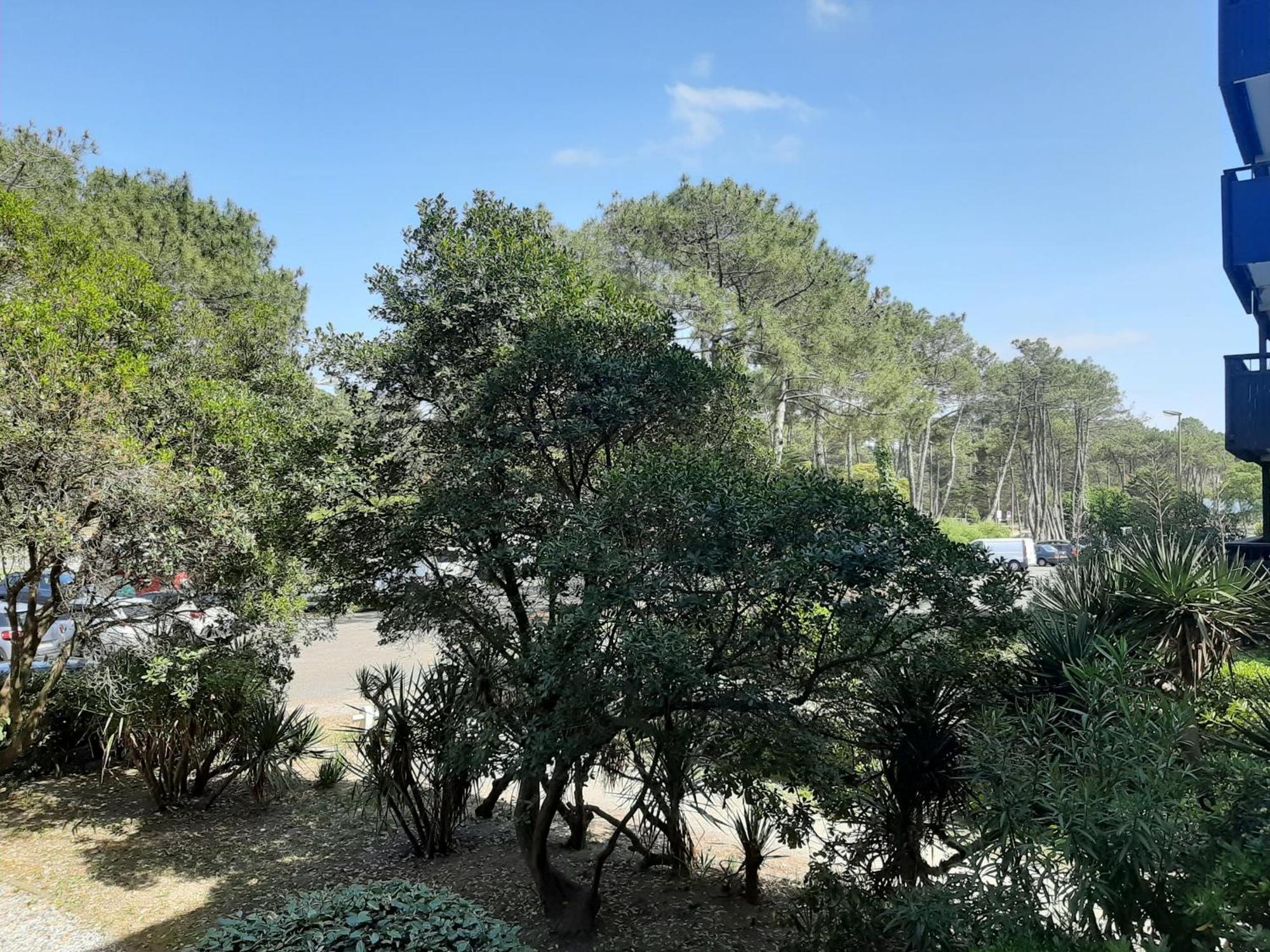 Studio Cosy Proche Ocean Et Commerces, Parfait Pour Des Vacances A Deux! - Fr-1-239-437 Seignosse Exterior foto